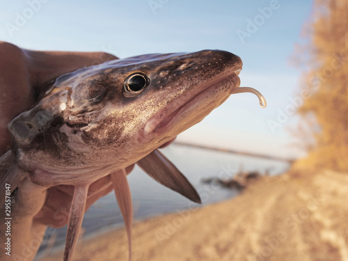 Φωτογραφία Freshwater fish  burbot  against the background of the river