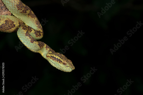 Malabar Pit Viper seen at Night in Amboli,Maharashtra,India