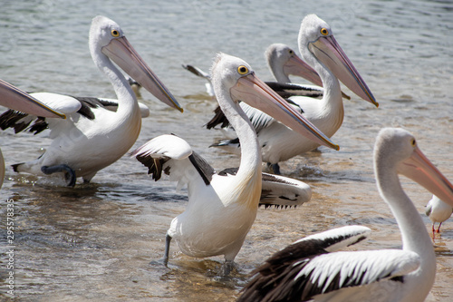 Australian Pelican in Australia © Imogen
