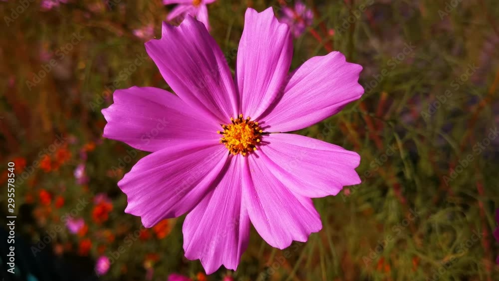 Cosmea flowers on a blurred green background of grass Cosmea flowers on a blurred green background of grass