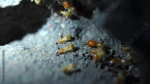 Termite soldiers and termites are working. photo
