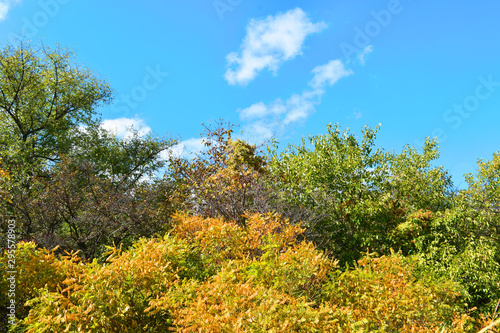 Autumn landscape. Trees on a background of blue cloudy sky.