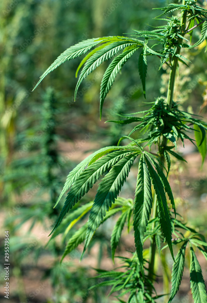 Obraz premium Marijuana farm. Growing Cannabis sativa in farm.