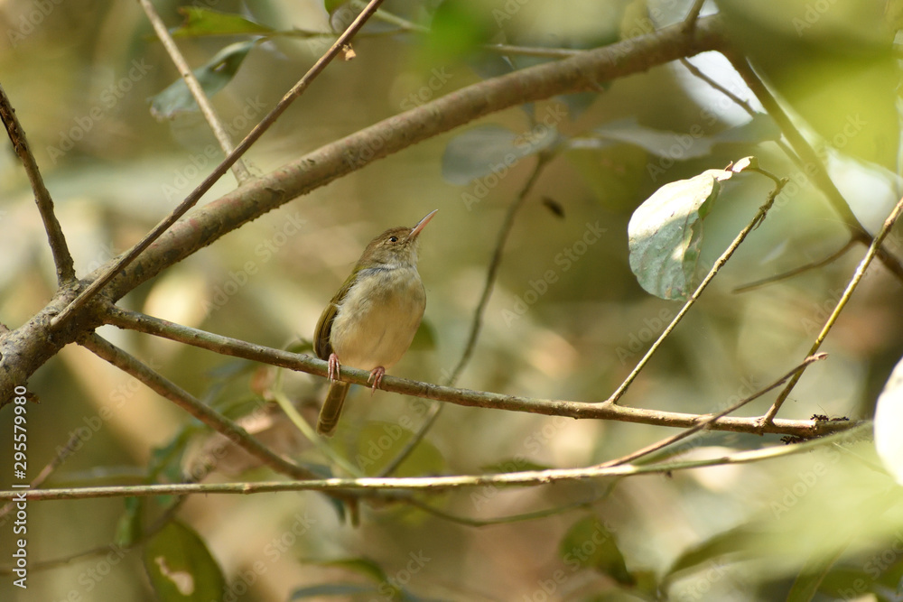 a tailorbird is seating on a branch . a tailorbird is seating on a branch .
