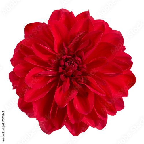 Dahlia flower  Red dahlia flower isolated on white background  with clipping path  
