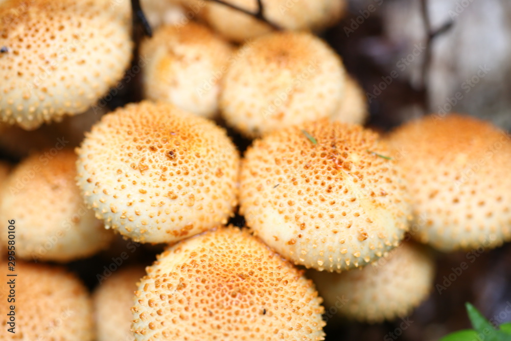 Poisonous mushrooms false honey agarics grow from a rotten tree natural background Poisonous mushrooms false honey agarics grow from a rotten tree natural background