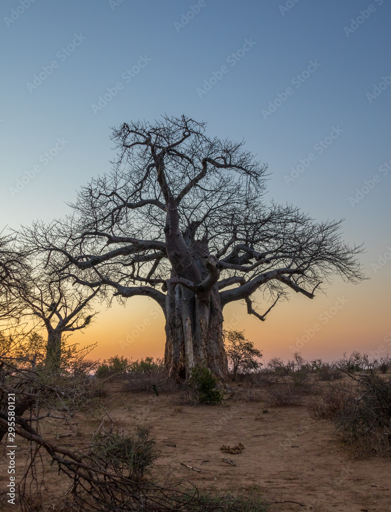 Baobab trees silhouetted at sunset image for background use with copy space