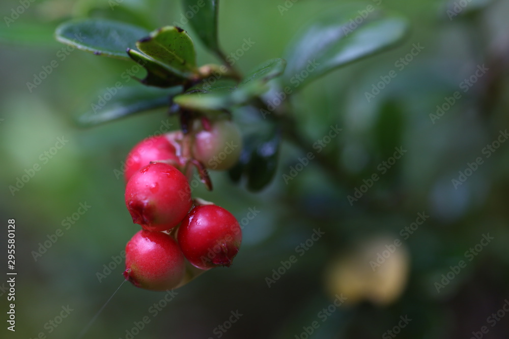 red berries in a forest growing on nature background