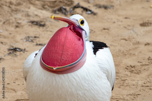 Australian Pelican in Australia