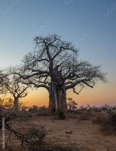 Baobab trees silhouetted at sunset image for background use with copy space