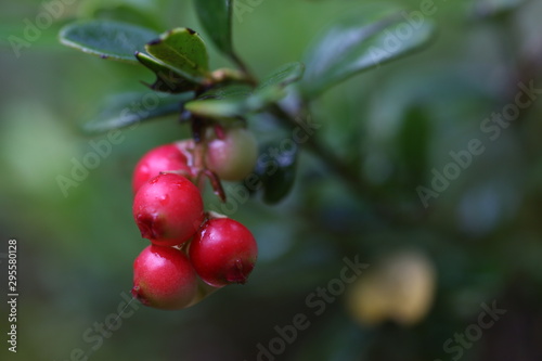 red berries in a forest growing on nature background