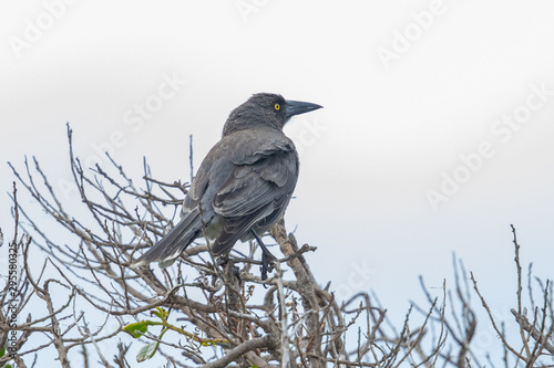 Grey Currawong in Australia