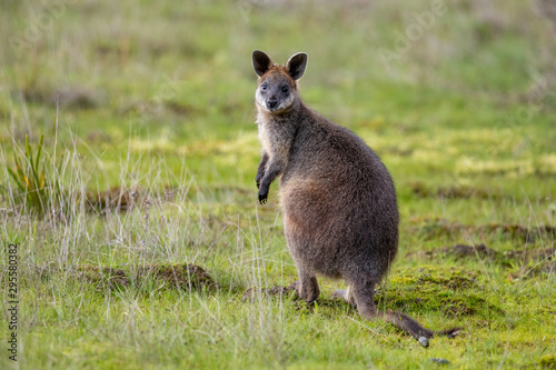 Swamp Wallaby in Australia