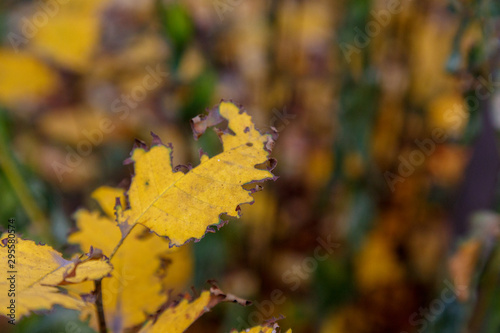 Autumn ragged damaged leaves of a plant taken with shallow depth of field