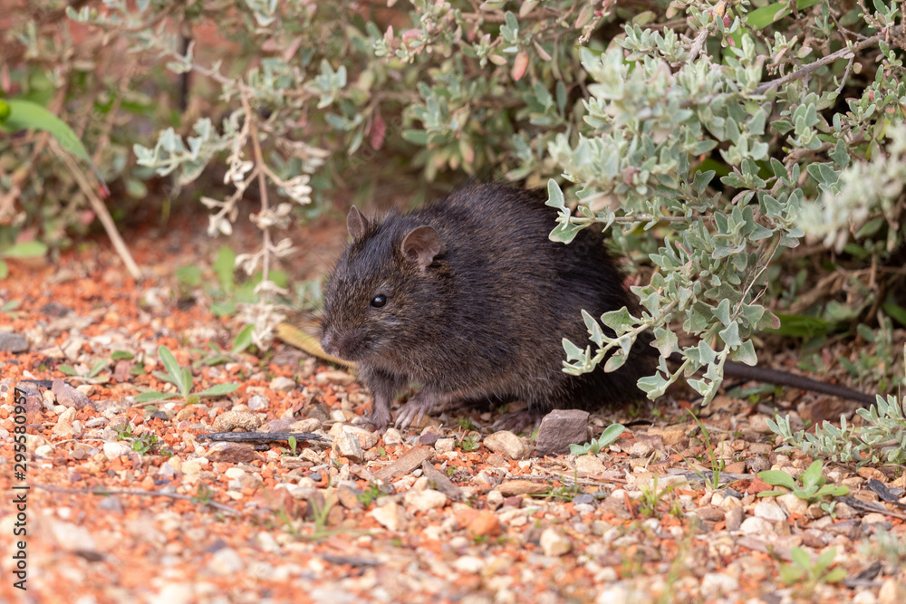 Swamp Rat endemic rodent of Australia