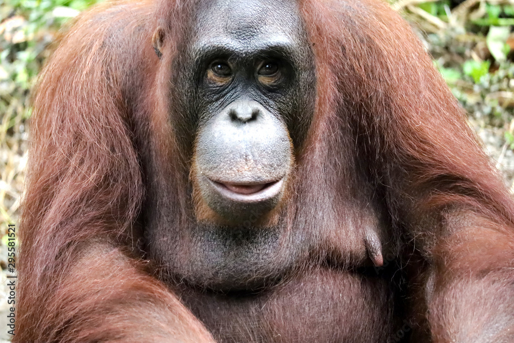 Close of of Orang Utan in Safari Zoo