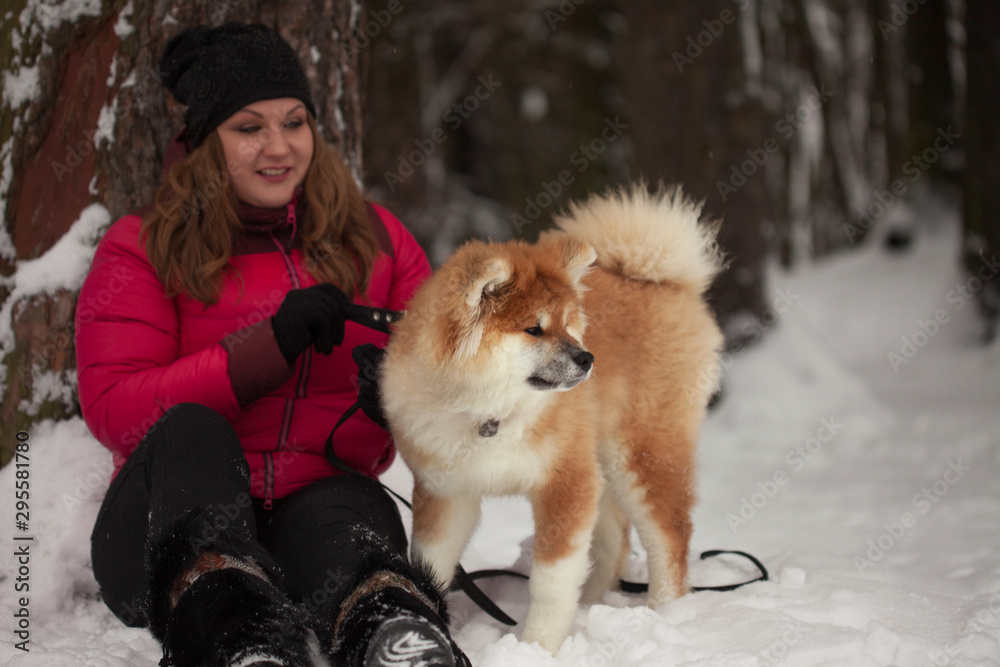 Portrait of a cute fluffy puppy. Akita inu with long hair.