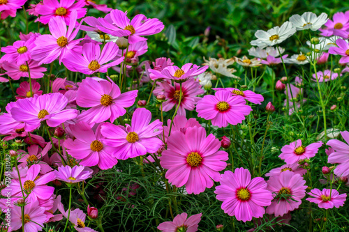 Spain  Beauty  Blossom  Botany  Bright