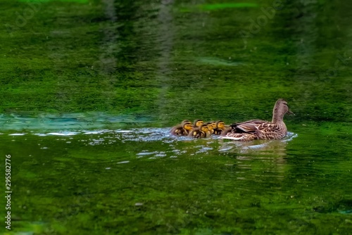 duck with ducklings in water © Michael Knöbl