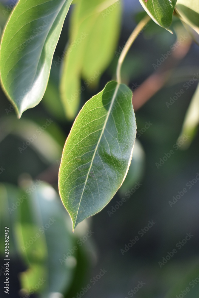 Obraz premium Blatt einer Birne