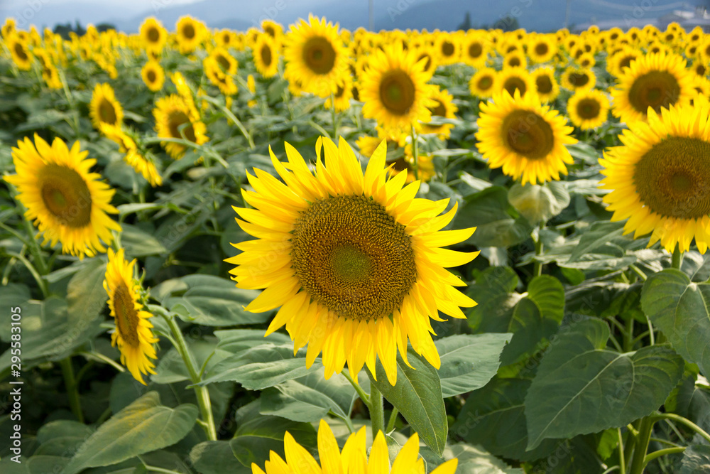 Fototapeta premium Sunflower field, Summer images, Landscape,