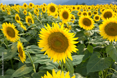 Sunflower field, Summer images, Landscape,