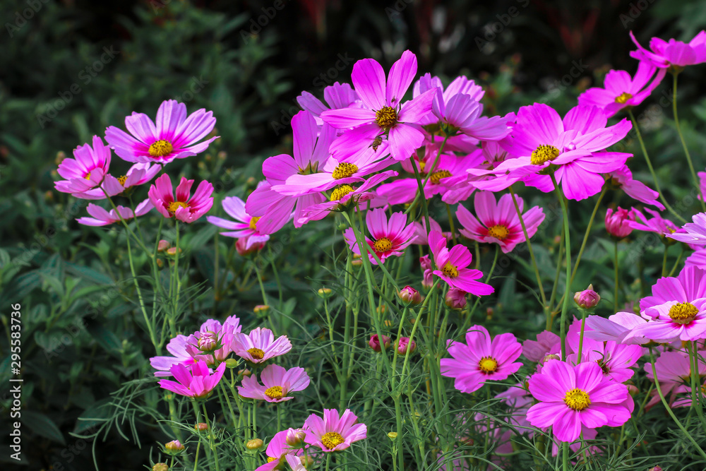 Spain, Beauty, Blossom, Botany, Bright Spain, Beauty, Blossom, Botany, Bright