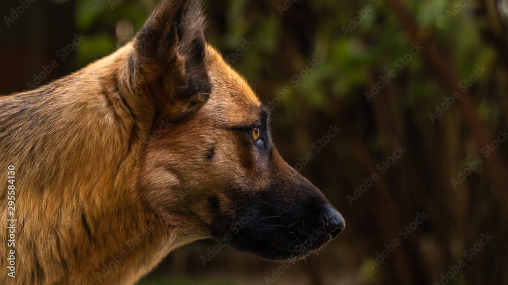 Naklejka premium East European Shepherd hunting gaze