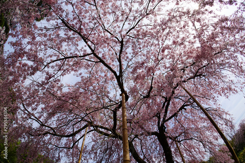 法金剛院の枝垂れ桜