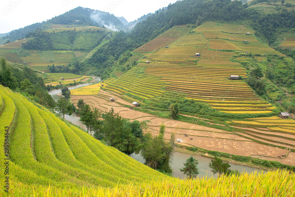 Green, brown, yellow and golden rice terrace fields in Mu Cang Chai, Northwest of Vietnam	