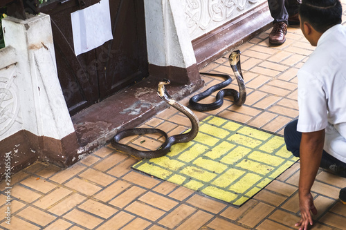 Photography Snake Handling Demonstration Fighting with 2 cobra