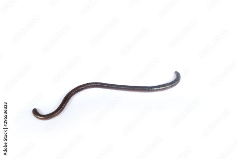 Earthworm fertilizer for agriculture to nourish the soil. Earthworm fertilizer for agriculture to nourish the soil.