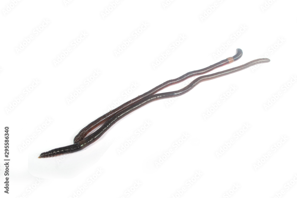 Earthworm fertilizer for agriculture to nourish the soil. Earthworm fertilizer for agriculture to nourish the soil.