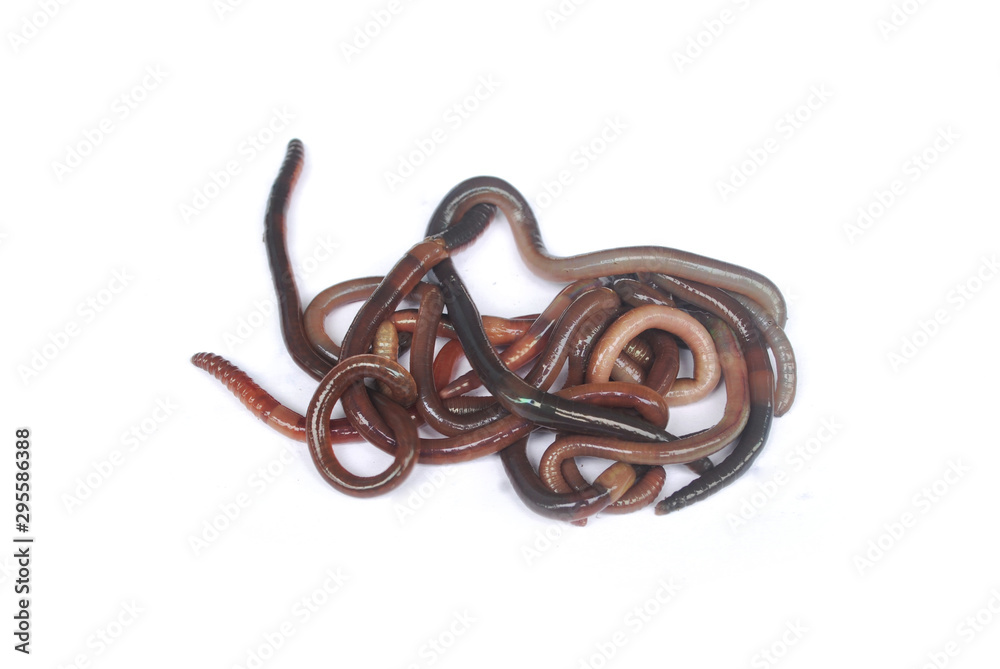 Earthworm fertilizer for agriculture to nourish the soil. Earthworm fertilizer for agriculture to nourish the soil.