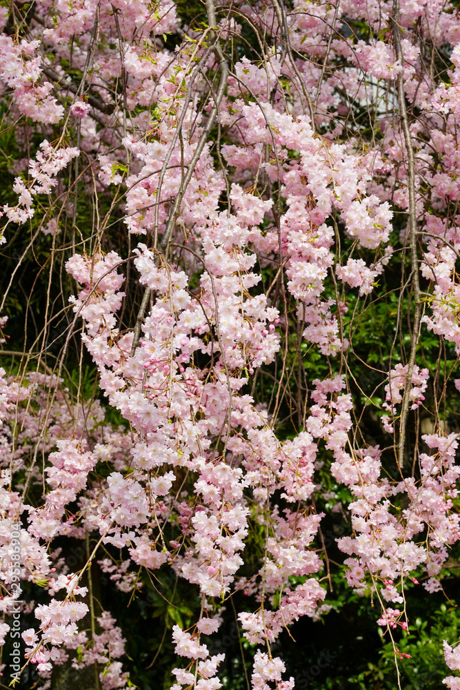 Obraz premium 紅枝垂れ桜