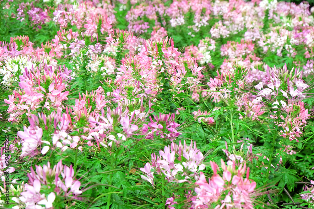 Pink and white beautiful Spider flower in the garden Pink and white beautiful Spider flower in the garden