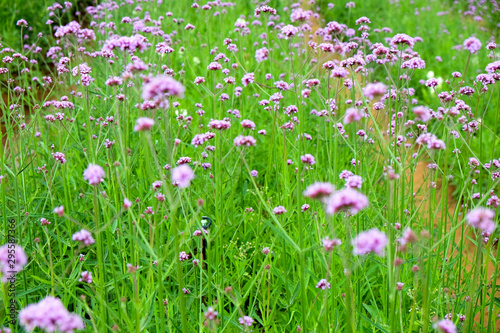 purple verbena flower in garden