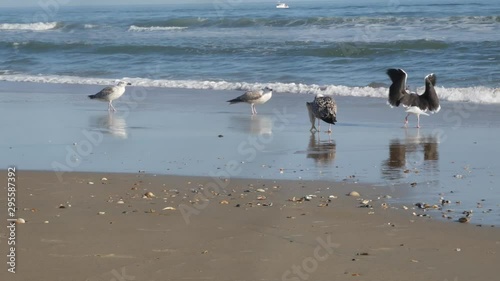 Seagull eats fish on the beach.  Hatteras Island - Tern OBX