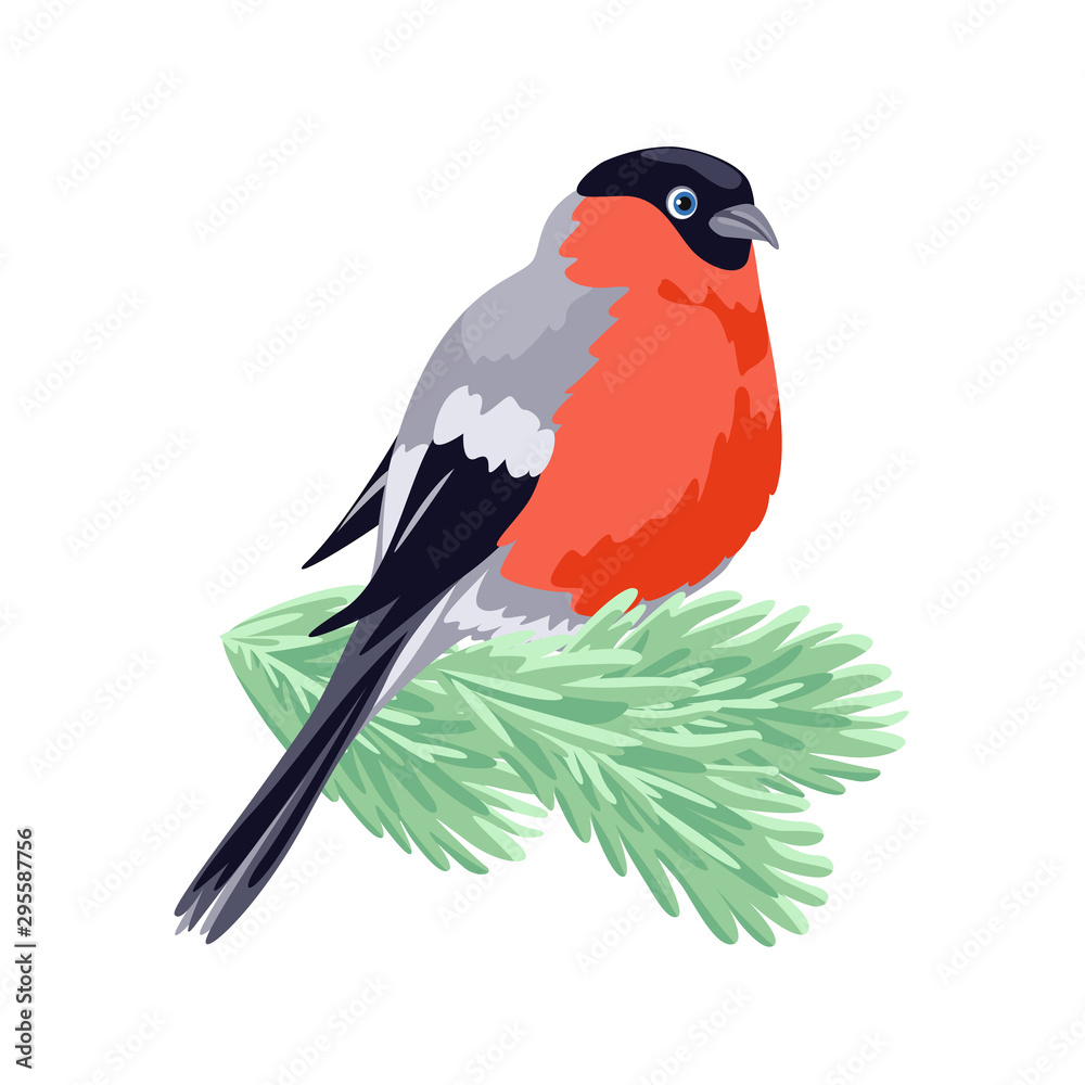 Bullfinch on spruce branch isolated on white background. Vector illustration in flat cartoon style. Design element for winter holiday decoration. Bullfinch on spruce branch isolated on white background. Vector illustration in flat cartoon style. Design element for winter holiday decoration.