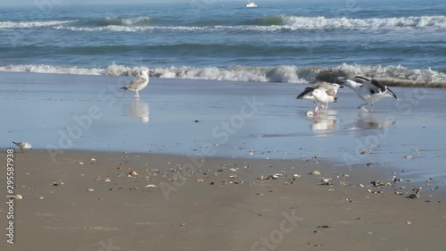 Seagull eats fish on the beach.  Hatteras Island - Tern OBX