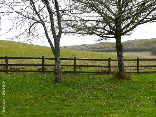 Two trees with mountain back drop