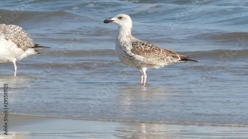 Seagull eats fish on the beach.  Hatteras Island - Tern OBX