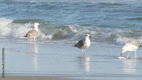 Seagull eats fish on the beach.  Hatteras Island - Tern OBX