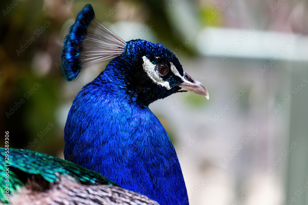 Close up of beautiful blue irridescent Peacock head Close up of beautiful blue irridescent Peacock head