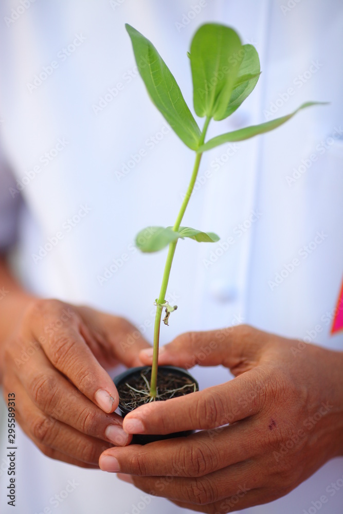 young plant in hand