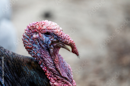 Close up of turkey head