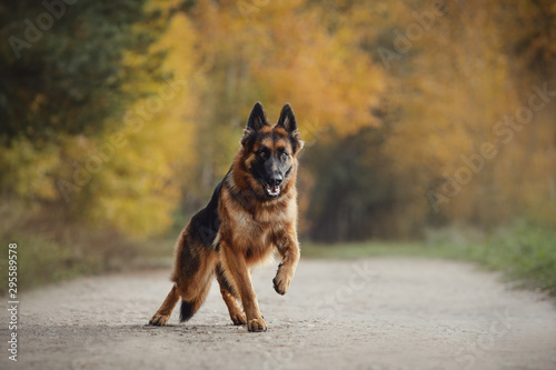 Slika na platnu portrait of beautiful young long haired female german shepherd dog running fast