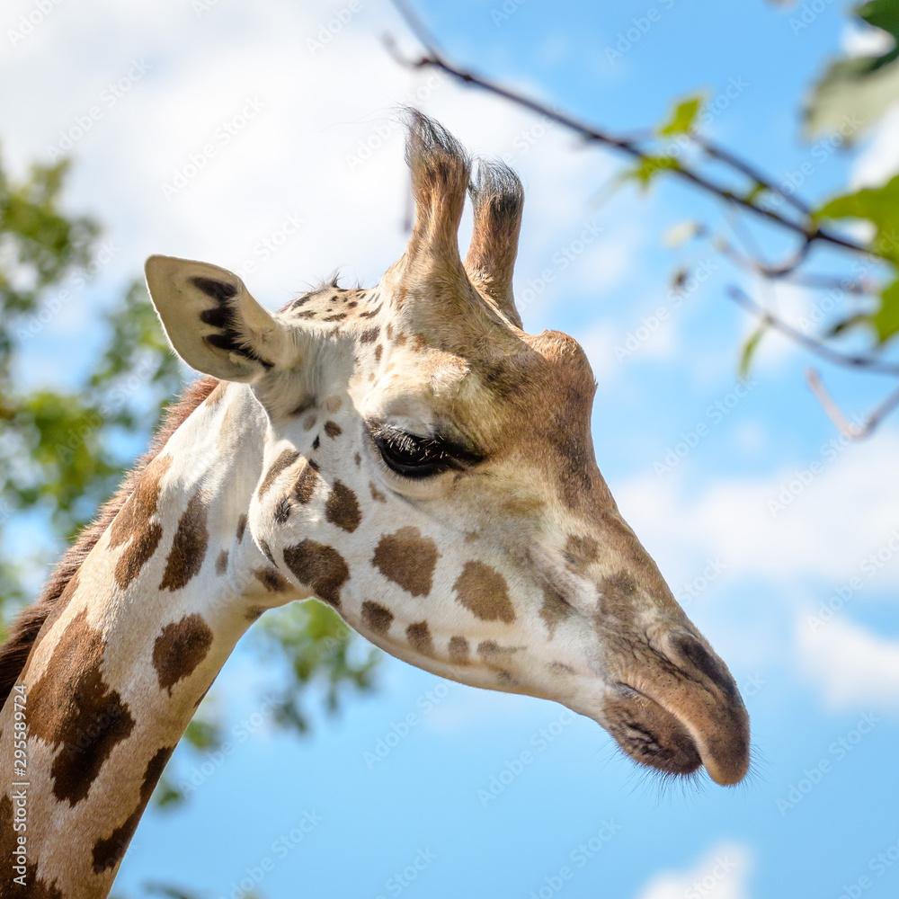 Fototapeta premium Giraffe im Zoo