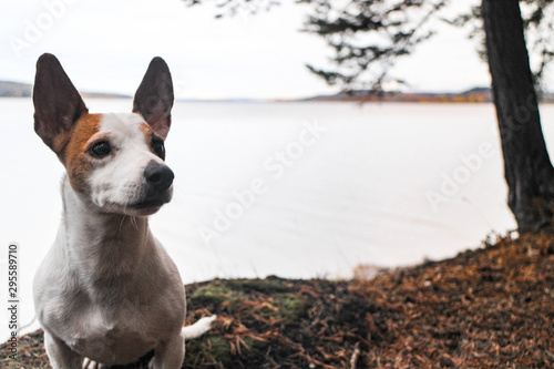 dog on green grass