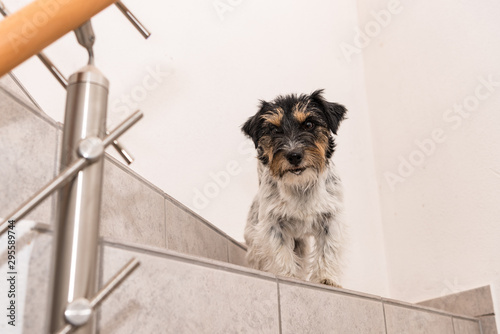 little Jack Russell Terrier dog sits on a stairs and looks forwards
